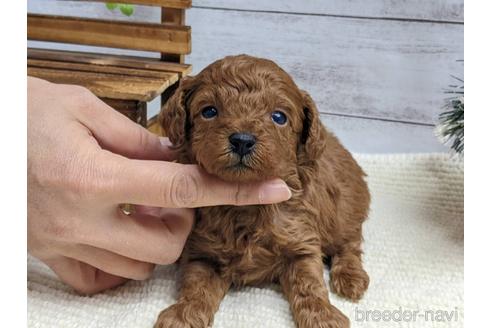 成約済の静岡県のトイプードル-161339の1枚目