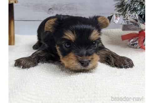 成約済の静岡県のヨークシャーテリア-161344の2枚目
