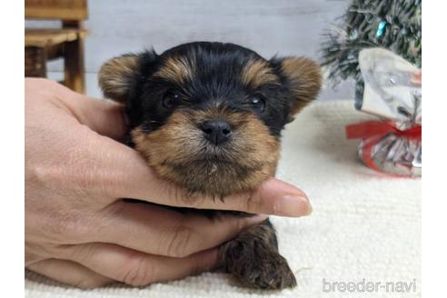 成約済の静岡県のヨークシャーテリア-161344の1枚目
