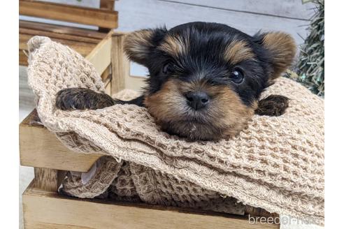 成約済の静岡県のヨークシャーテリア-161344の3枚目