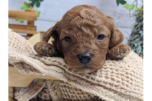 成約済の静岡県のトイプードル-161348の1枚目