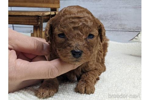 成約済の静岡県のトイプードル-161350の2枚目