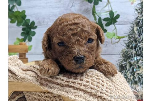 成約済の静岡県のトイプードル-161350の3枚目