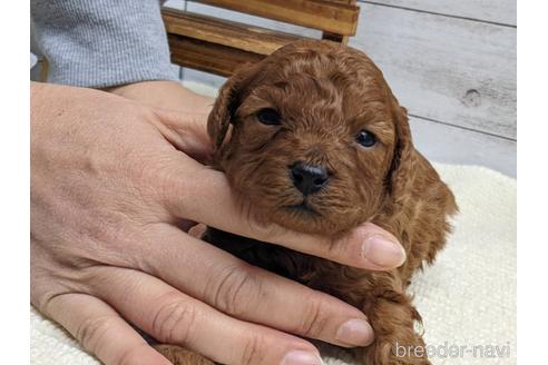 成約済の静岡県のトイプードル-161352の2枚目