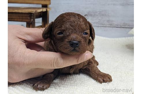 成約済の静岡県のタイニープードル-161355の5枚目
