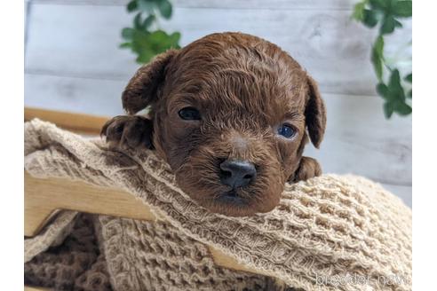 成約済の静岡県のタイニープードル-161355の4枚目