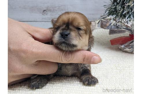 成約済の静岡県のミックス犬-161356の2枚目