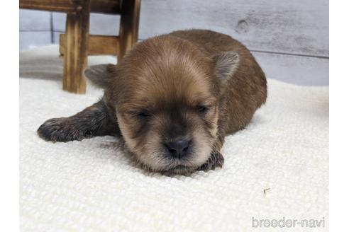 成約済の静岡県のミックス犬-161356の1枚目