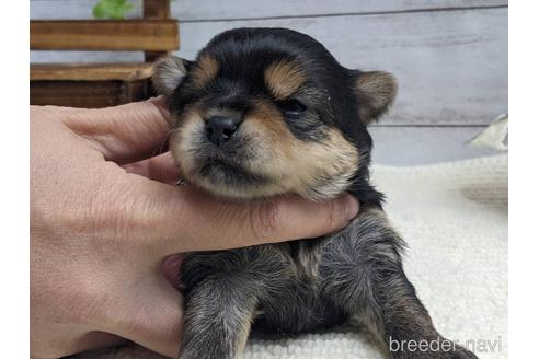 成約済の静岡県のミックス犬-161359の3枚目