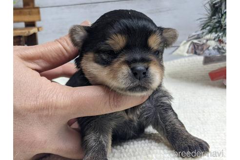 成約済の静岡県のミックス犬-161359の4枚目