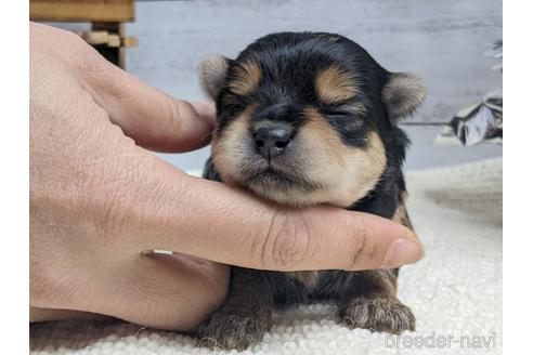 成約済の静岡県のミックス犬-161361の3枚目