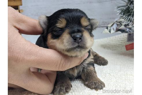 成約済の静岡県のミックス犬-161361の4枚目