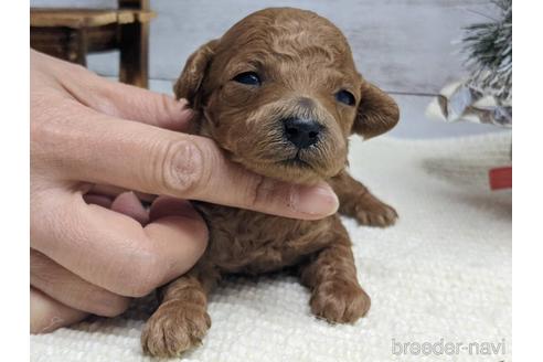 成約済の静岡県のタイニープードル-161362の2枚目