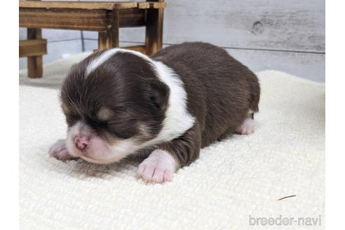 成約済の静岡県のチワワ(ロングコート)-161364の4枚目