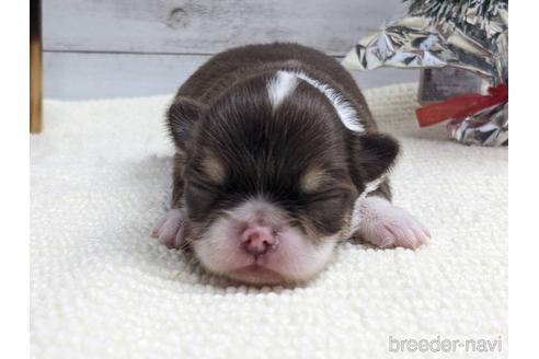 成約済の静岡県のチワワ(ロングコート)-161364の3枚目