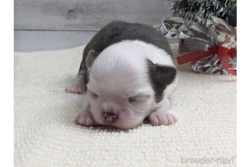 成約済の静岡県のチワワ(ロングコート)-161365の3枚目