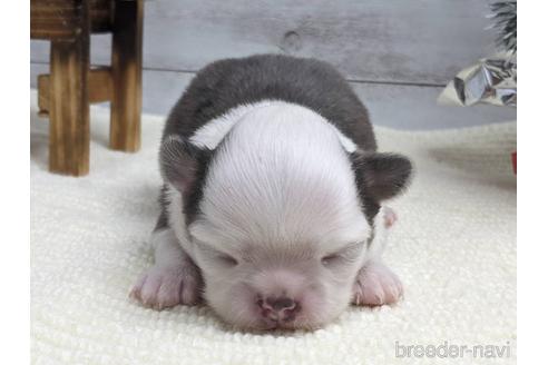 成約済の静岡県のチワワ(ロングコート)-161365の4枚目