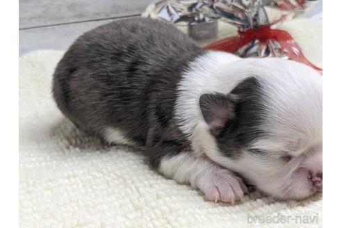 成約済の静岡県のチワワ(ロングコート)-161365の5枚目