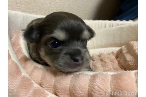 成約済の神奈川県のチワワ(ロングコート)-160033の64枚目
