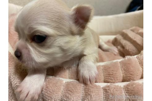 成約済の神奈川県のチワワ(ロングコート)-160039の4枚目