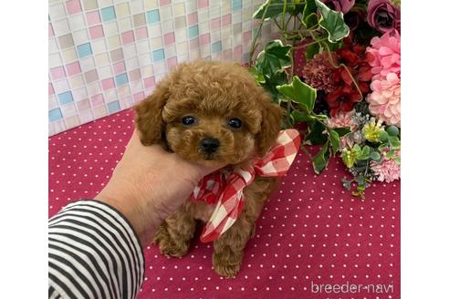 香川県のトイプードル 女の子 21 10 25生まれ クリっと可愛いおめめのアプリちゃん 子犬id ブリーダーナビ