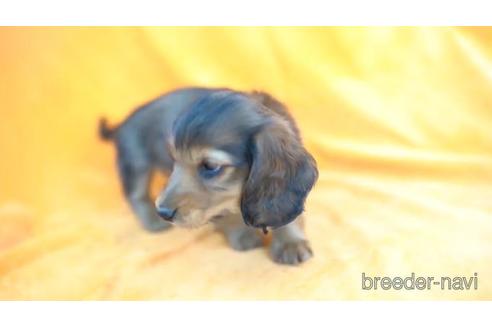 成約済の東京都のミニチュアダックスフンド(ロングヘアード)-161453の2枚目