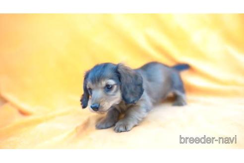 成約済の東京都のミニチュアダックスフンド(ロングヘアード)-161453の1枚目