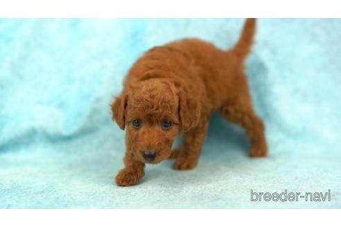 成約済の東京都のトイプードル-161458の2枚目