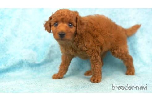 成約済の東京都のトイプードル-161458