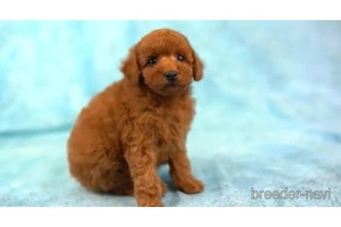 成約済の東京都のトイプードル-161459の2枚目