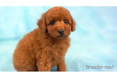 成約済の東京都のトイプードル-161459