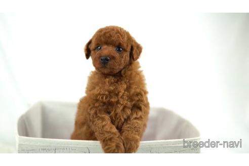 成約済の東京都のトイプードル-161460