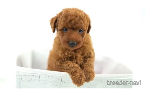 成約済の東京都のトイプードル-161460の2枚目