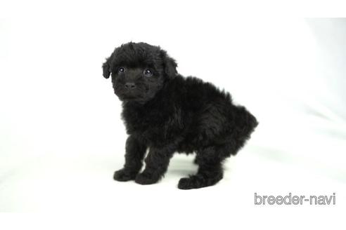 成約済の東京都のトイプードル-161461