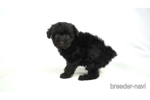 成約済の東京都のトイプードル-161461の2枚目