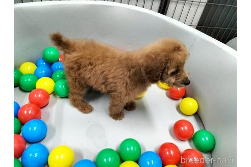 成約済の兵庫県のトイプードル-158021の2枚目