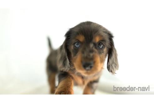 成約済の東京都のミニチュアダックスフンド(ロングヘアード)-161462