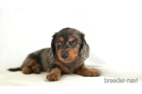 成約済の東京都のミニチュアダックスフンド(ロングヘアード)-161462の2枚目