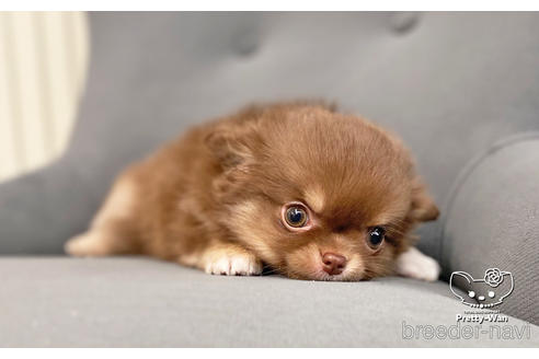 成約済の愛知県のチワワ(ロングコート)-161464の2枚目