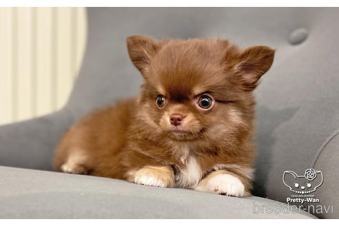 成約済の愛知県のチワワ(ロングコート)-161464の3枚目