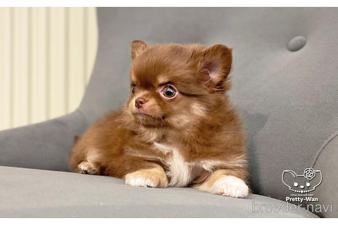 成約済の愛知県のチワワ(ロングコート)-161464の4枚目