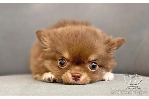 成約済の愛知県のチワワ(ロングコート)-161464の5枚目