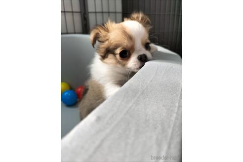 成約済の兵庫県のチワワ(ロングコート)-160561の5枚目