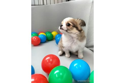 成約済の兵庫県のチワワ(ロングコート)-160561の8枚目