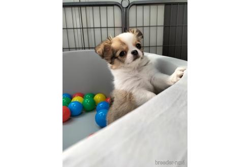 成約済の兵庫県のチワワ(ロングコート)-160561の9枚目