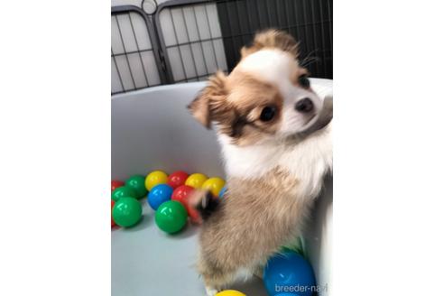 成約済の兵庫県のチワワ(ロングコート)-160561の10枚目