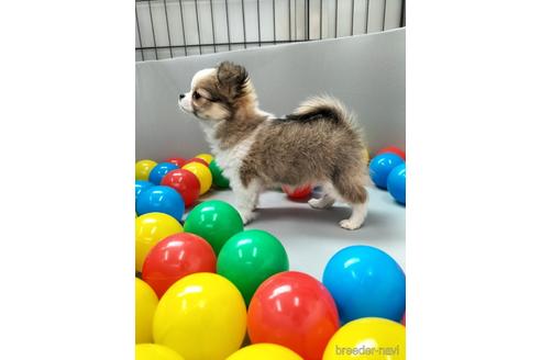 成約済の兵庫県のチワワ(ロングコート)-160561の11枚目