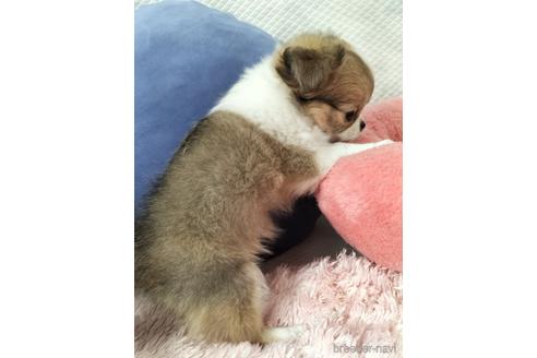 成約済の兵庫県のチワワ(ロングコート)-160561の12枚目