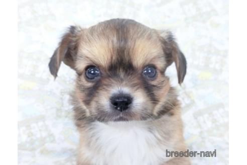 成約済の千葉県のチワワ(ロングコート)-161480の1枚目