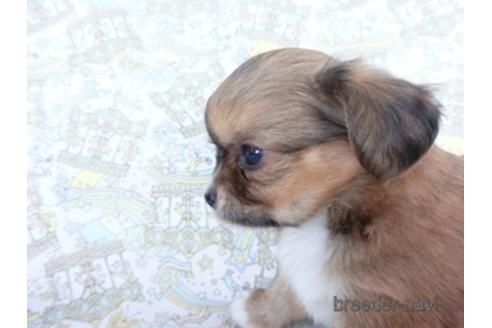 成約済の千葉県のチワワ(ロングコート)-161480の2枚目